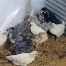 고노골농장 이미지