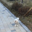 (주)쥬니쿠키 | [쥬니로그] 드디어 12월 마지막주 크리스마스 주간일상 🎄