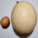 영농조합법인 우촌농장 | [영농조합법인행복한타조농장] 아이들반찬으로 좋은 건강식 타조알 요리