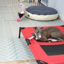 상희독스 아카데미 이미지