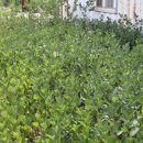 대광농장 이미지