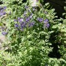 고비농장 이미지