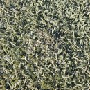 청도천체육시설 이미지