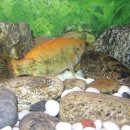 황쏘가리 이미지