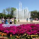 옹심이팥죽 이미지