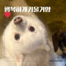 행복하개키울고양 | 보문카페 ㅣ 행복하개키울고양 ㅣ보문역애견카페 ㅣ 성신여대 강아지카페ㅣ 서울 애견 카페