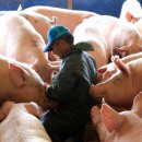 소나라축산 이미지