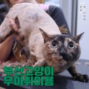 펫미장원 공감 이미지