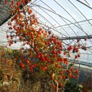 카페 900 이미지