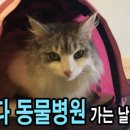 캐나다동물병원 이미지