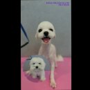 올케어댕 이미지