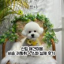 펫프렌즈 | 신림애견미용 펫프렌즈 비숑 귀툭튀 스포팅 만족 후기