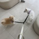 해맑은동물병원 | 제주시 합리적인 비용의 강아지 건강검진 호호동물병원 추천!