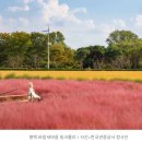 경관조명함체(안성천) | 핑크뮬리 평택 바람새 마을 반려견 가능 사진촬영명소 강추