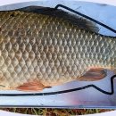 참붕어 - 평택시 서정북로 68 | 참붕어