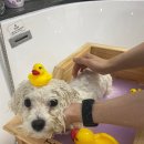 신촌애견미용실 이미지