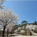 꼬미엔소 이미지