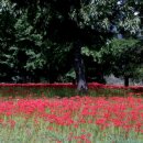 선운사꽃무릇 이미지