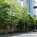 느티나무 이미지