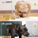 개팔자 상팔자 이미지