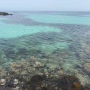 오가네전복 이미지