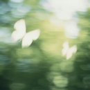 미리네 앞 | 봄아, 오고있니 ?