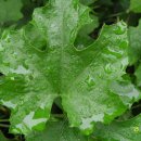 동업 농장 이미지