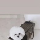 루비애견 이미지