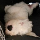 소문켄넬 이미지