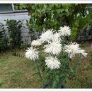 군자중학교 이미지