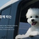 펫미업 이미지