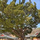 힐링산책코스 | 🌿 조용한 힐링 산책 코스, 은해사 다녀온 후기