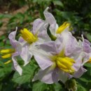 감자꽃필무렵 이미지