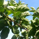 조아농장 이미지