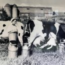 정영목장 이미지