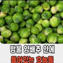 방울 양배주 안에 들어있는 효능들 이미지