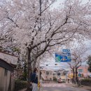 색달동-19 | 제주 벚꽃 개화 만개 시기, 서귀포 벚꽃 명소 실시간 후기