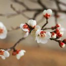 오라버니 이미지