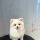 귀요미 애견샵 | [헤브애견카페/헤브애견미용] 인형이 나타났다! 물개컷으로 심쿵 변신한 귀요미 후기!