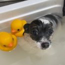 앙볼리펫살롱 이미지