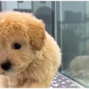 도그마루 동물병원 이미지