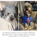 NBA 우승 '환호'를 '비명'으로 오해?…美 경찰, 반려견 오인 사살에 유족 '울분' 이미지