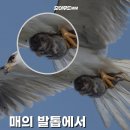어느 들쥐의 마지막으로 본 세상 이미지
