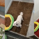 지지네 애견호텔&놀이방 이미지