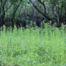 스테이 피크닉 이미지