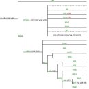 Molecular Dissection of the Basal Clades in the Human Y Chromosome Phylogenetic Tree 2012 이미지