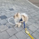 땡스독 | [땡스독 충돌방지하네스] 사용후기