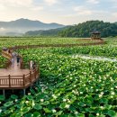 해제면사무소 | 무안 회산백련지 완벽 가이드 | 7월 8월 백련 절정 시기, 동양 최대 백련 군락지 관람 포인트·주차...