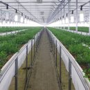 클로버농장 이미지