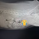 강우동물병원 이미지